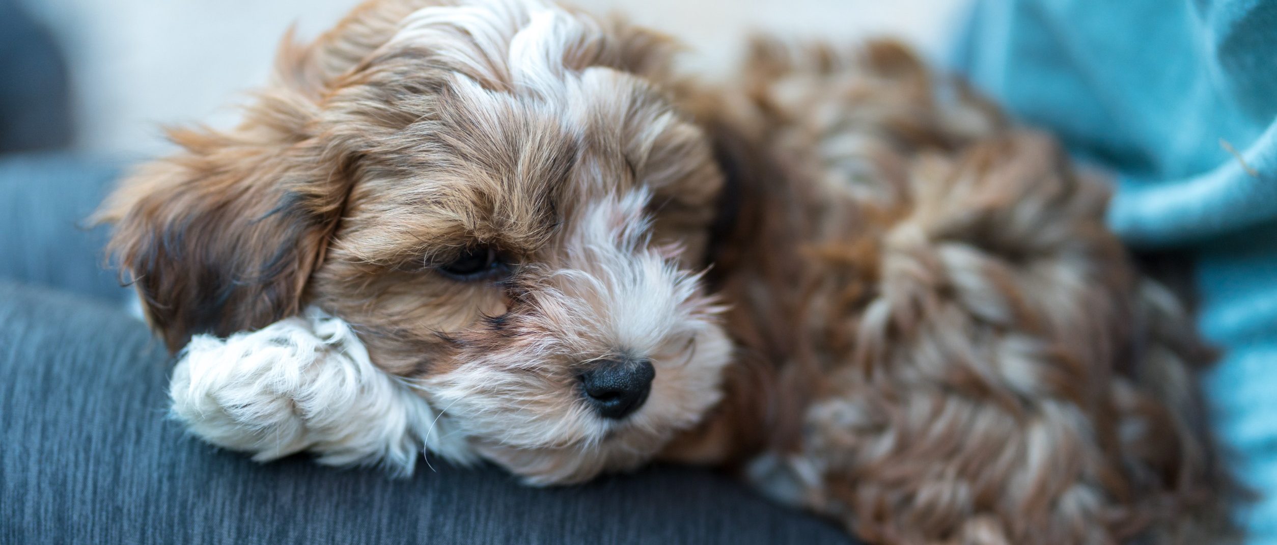 A fluffy brown and white puppy lies on a person's lap, as if it’s part of an auto draft for happiness. The puppy appears relaxed and content, its head resting on its paws. The person is wearing dark gray pants and a teal top.